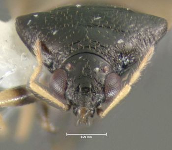 Media type: image;   Entomology 619162 Aspect: head frontal view